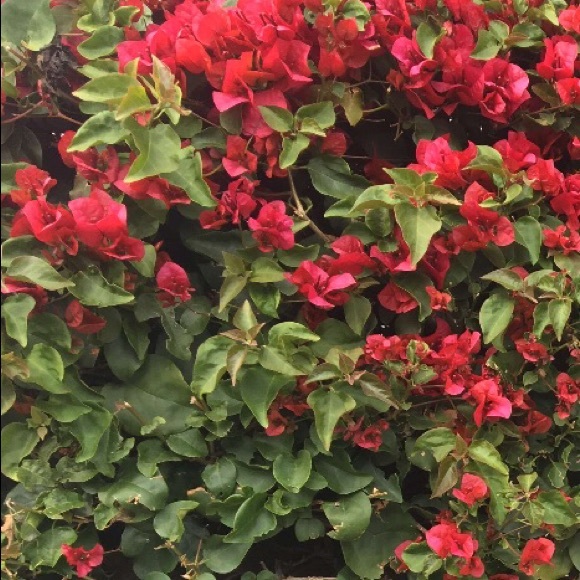 Meet your Posher, Yesi - Picture 1 of 1